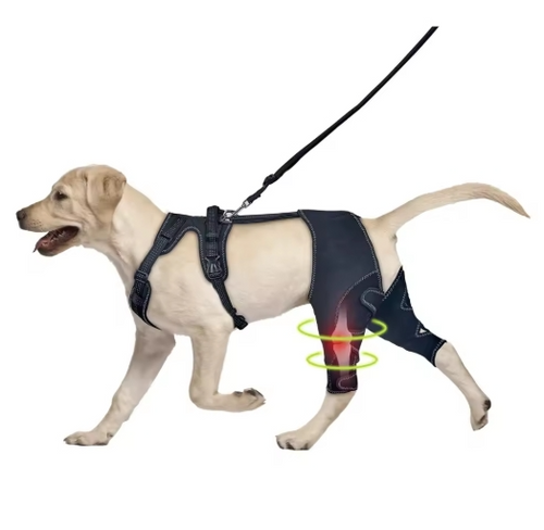 Orthopädische Stütze für Hunde